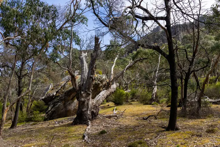 Seventh view of Homely rural property listing, 8376 Grampians Road, Dunkeld VIC 3294