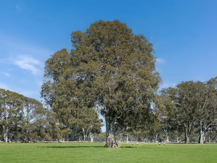 Fourth view of Homely rural property listing, 813 Yarramyljup Road, Rocklands VIC 3401