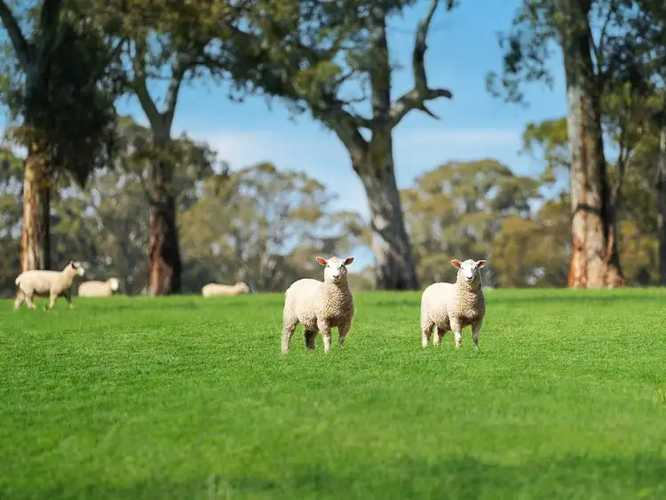 Sixth view of Homely rural property listing, 813 Yarramyljup Road, Rocklands VIC 3401
