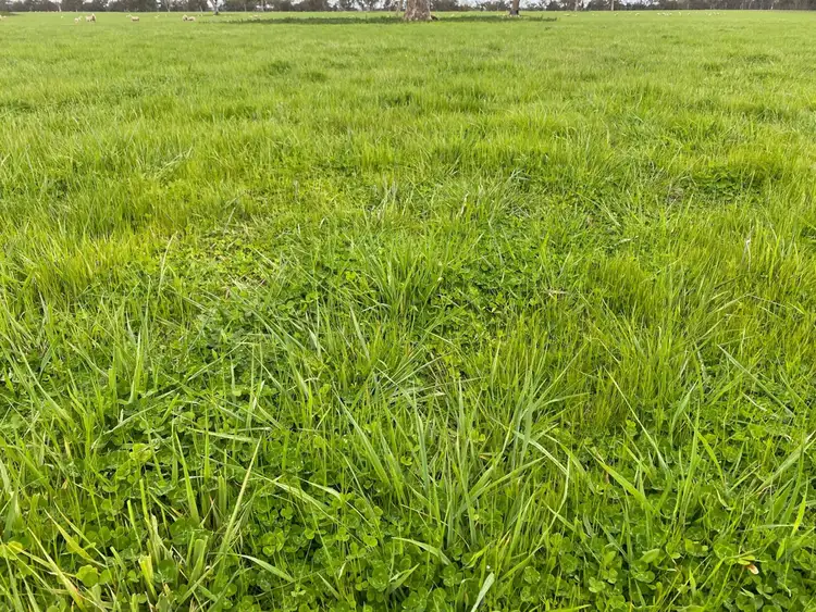 Seventh view of Homely rural property listing, 813 Yarramyljup Road, Rocklands VIC 3401