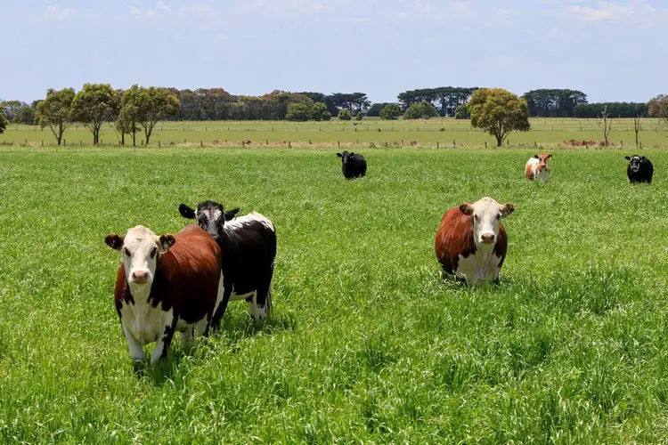Second view of Homely rural property listing, 'Mount View' Occupation Lane, Panmure VIC 3265