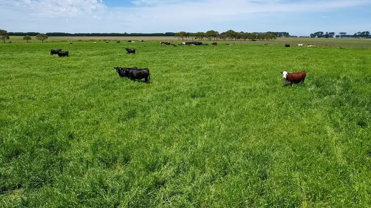 Third view of Homely rural property listing, 'Mount View' Occupation Lane, Panmure VIC 3265