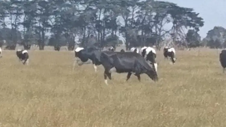 Sixth view of Homely rural property listing, Chocolyn Settlement Road, Chocolyn VIC 3260