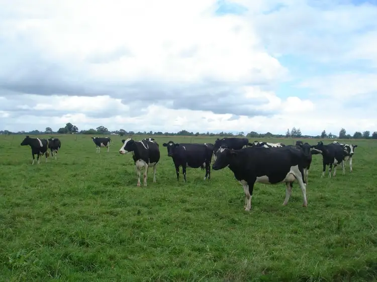 Main view of Homely rural property listing, 310 Mewburn Park Road, Maffra VIC 3860