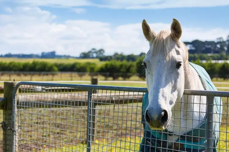 Fifth view of Homely rural property listing, 124 Balnarring Road, Balnarring VIC 3926