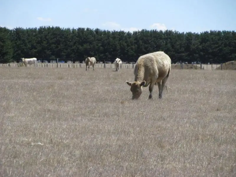 Main view of Homely rural property listing, Hexham Road, Grassmere VIC 3281