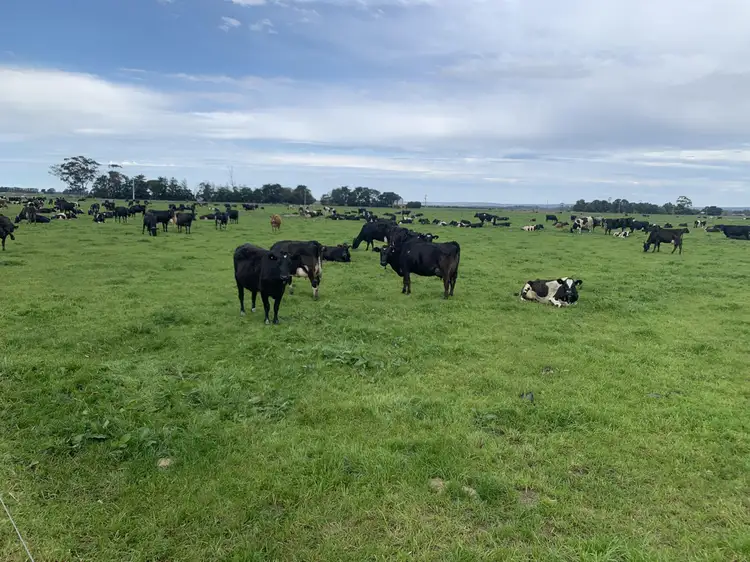 Main view of Homely rural property listing, 978 Maffra - Rosedale Road, Nambrok VIC 3847