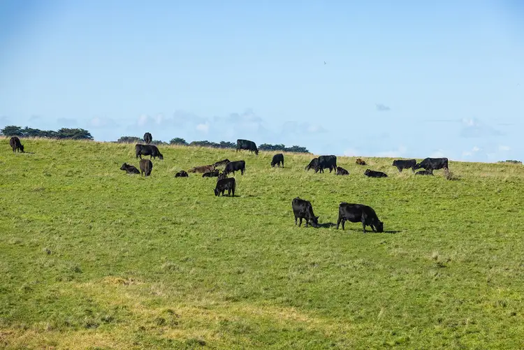 Second view of Homely rural property listing, Penshurst - Port Fairy Road, Crossley VIC 3283