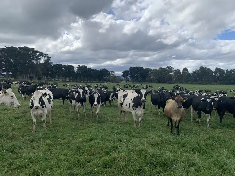 Main view of Homely rural property listing, 3489 Traralgon-Maffra Road, Heyfield VIC 3858