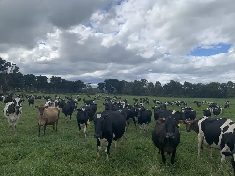 Fifth view of Homely rural property listing, 3489 Traralgon-Maffra Road, Heyfield VIC 3858