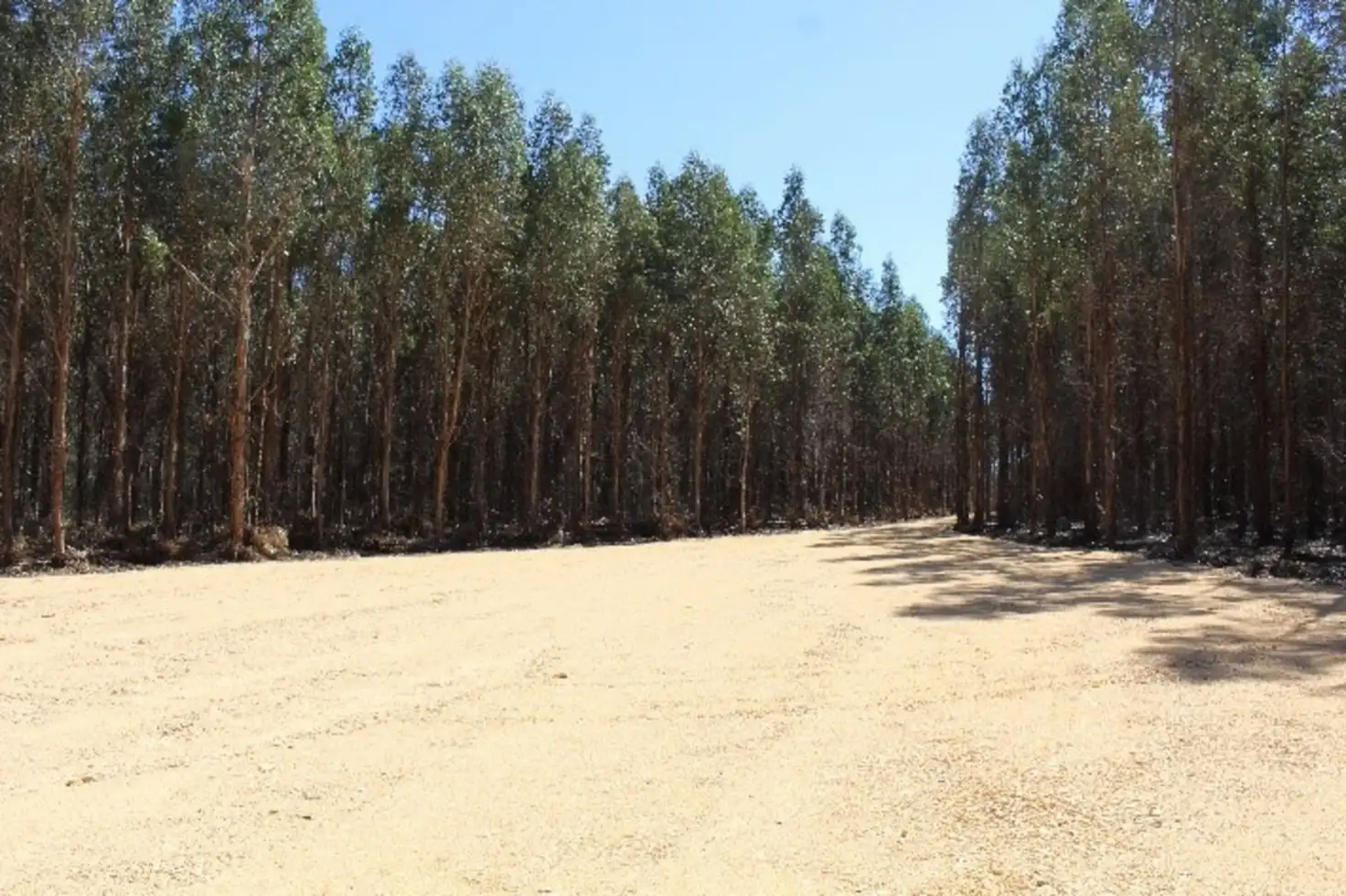 Main view of Homely rural property listing, 260 Bells Lane, Vasey VIC 3407
