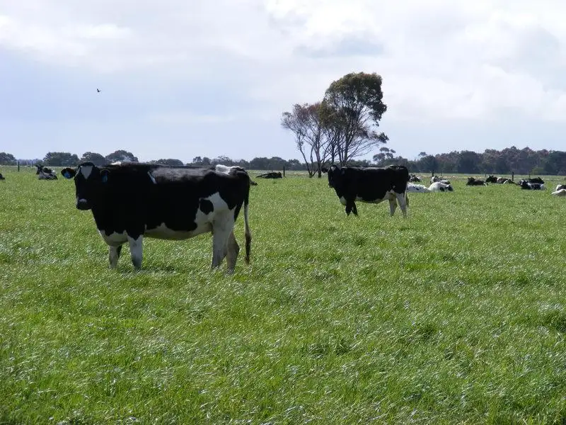 Main view of Homely rural property listing, 6101 Henty Highway, Branxholme VIC 3302