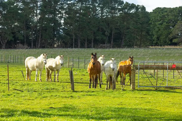 Fourth view of Homely rural property listing, 256 Mustons Lane, Caramut VIC 3274