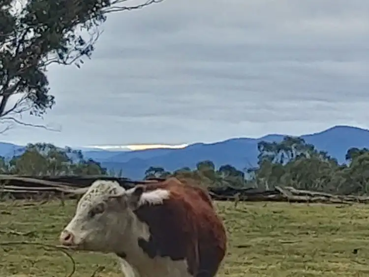 Main view of Homely rural property listing, 395 McKillops Road, Bonang VIC 3888