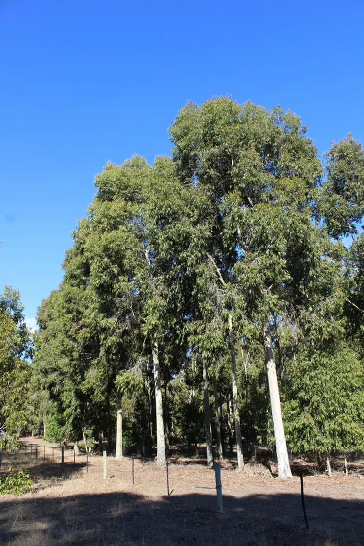 Seventh view of Homely rural property listing, Smiths Road, Telangatuk East VIC 3401