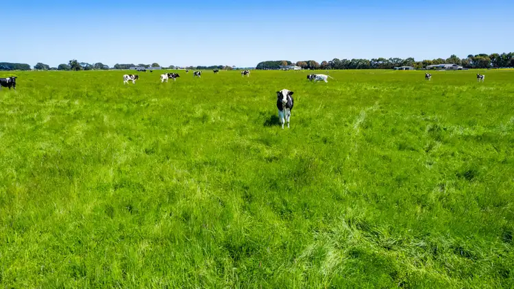 Third view of Homely rural property listing, 229 Wangoom Road, Warrnambool VIC 3280