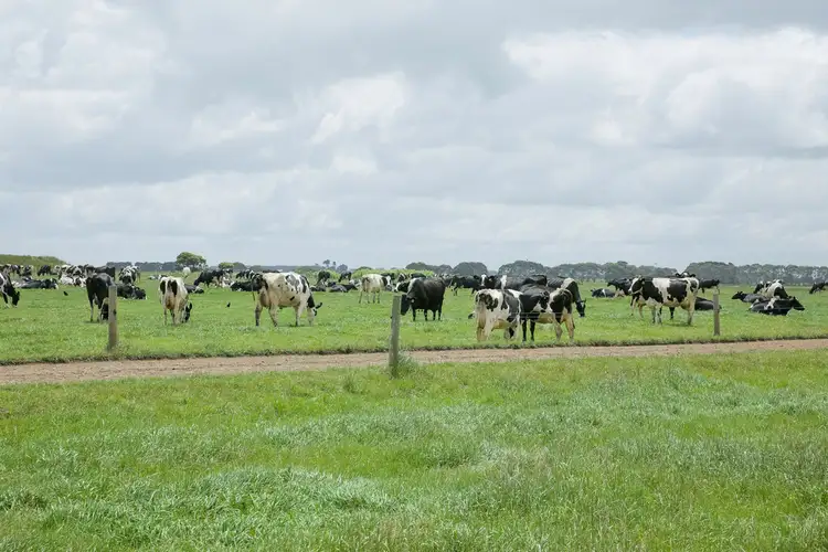 Seventh view of Homely rural property listing, 475 Nine Mile Creek Road, Koroit VIC 3282