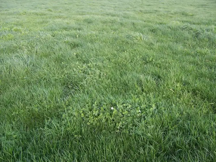 Fifth view of Homely rural property listing, 1793 Carpenters Rocks Road, Kongorong SA 5291