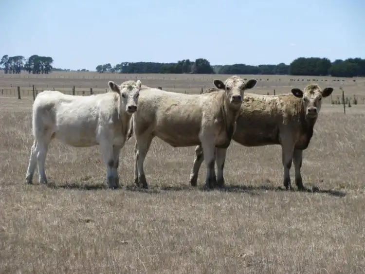 Fifth view of Homely rural property listing, Hexham Road, Grassmere VIC 3281