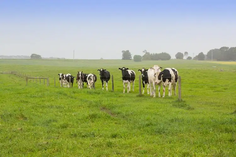 Fifth view of Homely rural property listing, 9690 Princes Highway, Allansford VIC 3277