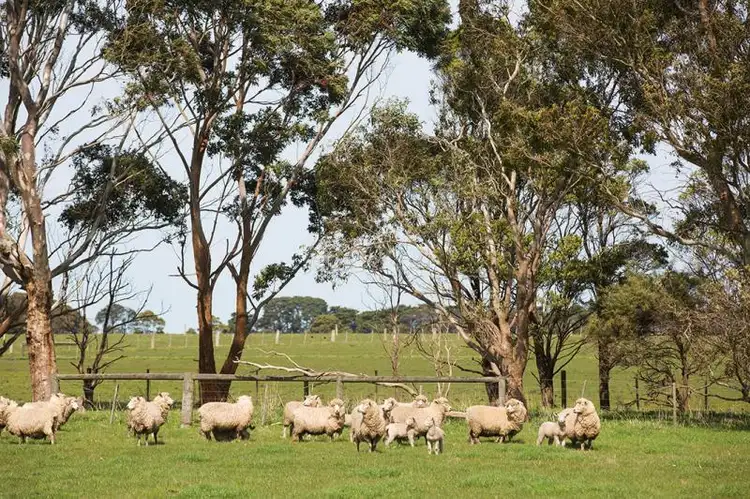 Sixth view of Homely rural property listing, 1324 Penshurst-Warrnambool Road, Warrong VIC 3283