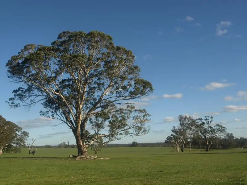 Main view of Homely rural property listing, 9150 Nhill Harrow Road, Harrow VIC 3317