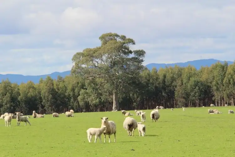 Third view of Homely rural property listing, 333 Springwood Road, Cavendish VIC 3314