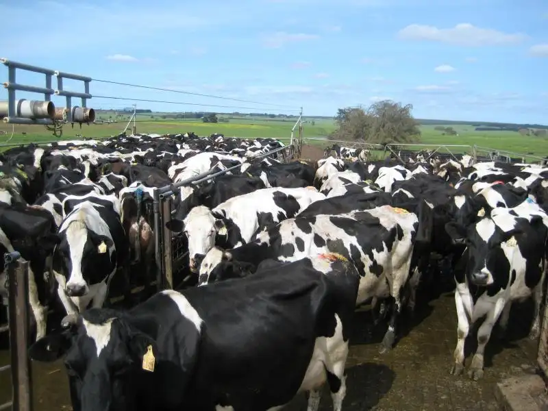 Main view of Homely rural property listing, 108 Butterfactory Road, Condah VIC 3303