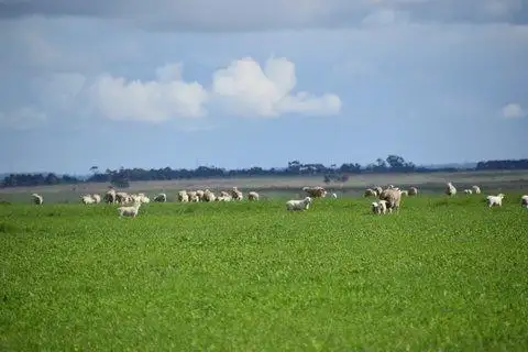 Main view of Homely rural property listing, 509 Lonies Road, Shelford VIC 3329