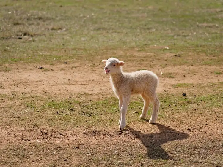 Sixth view of Homely house listing, 50 Annands Lane, Newstead VIC 3462