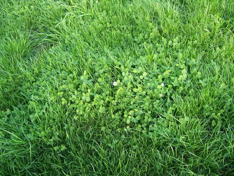 Fourth view of Homely rural property listing, 1793 Carpenters Rocks Road, Kongorong SA 5291