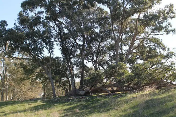 Seventh view of Homely rural property listing, Lot 2, 670 Spring Flat Road, Heathcote VIC 3523
