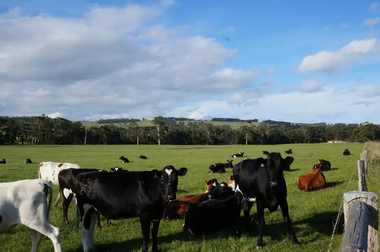 Timboon-Colac Road, Scotts Creek VIC 3267