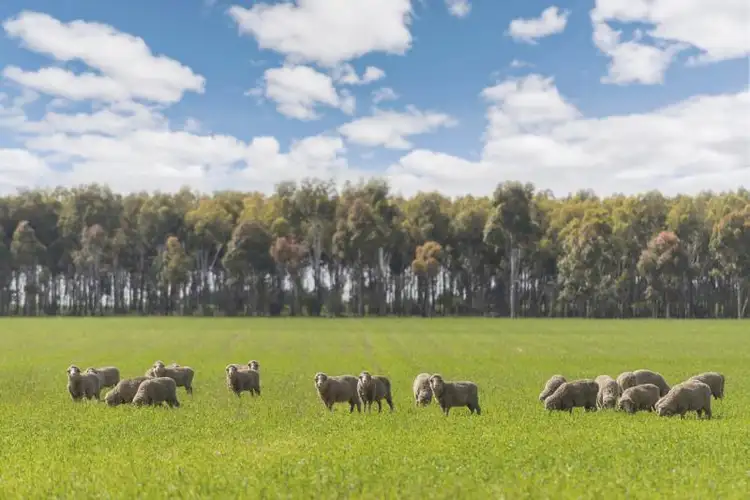 Fifth view of Homely rural property listing, 803 Shelford Rokewood Road, Shelford VIC 3329