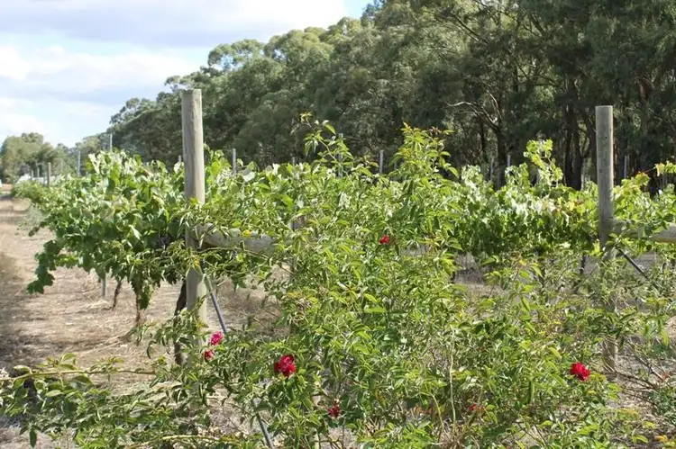 Main view of Homely rural property listing, 300 Old Heathcote Road, Heathcote VIC 3523