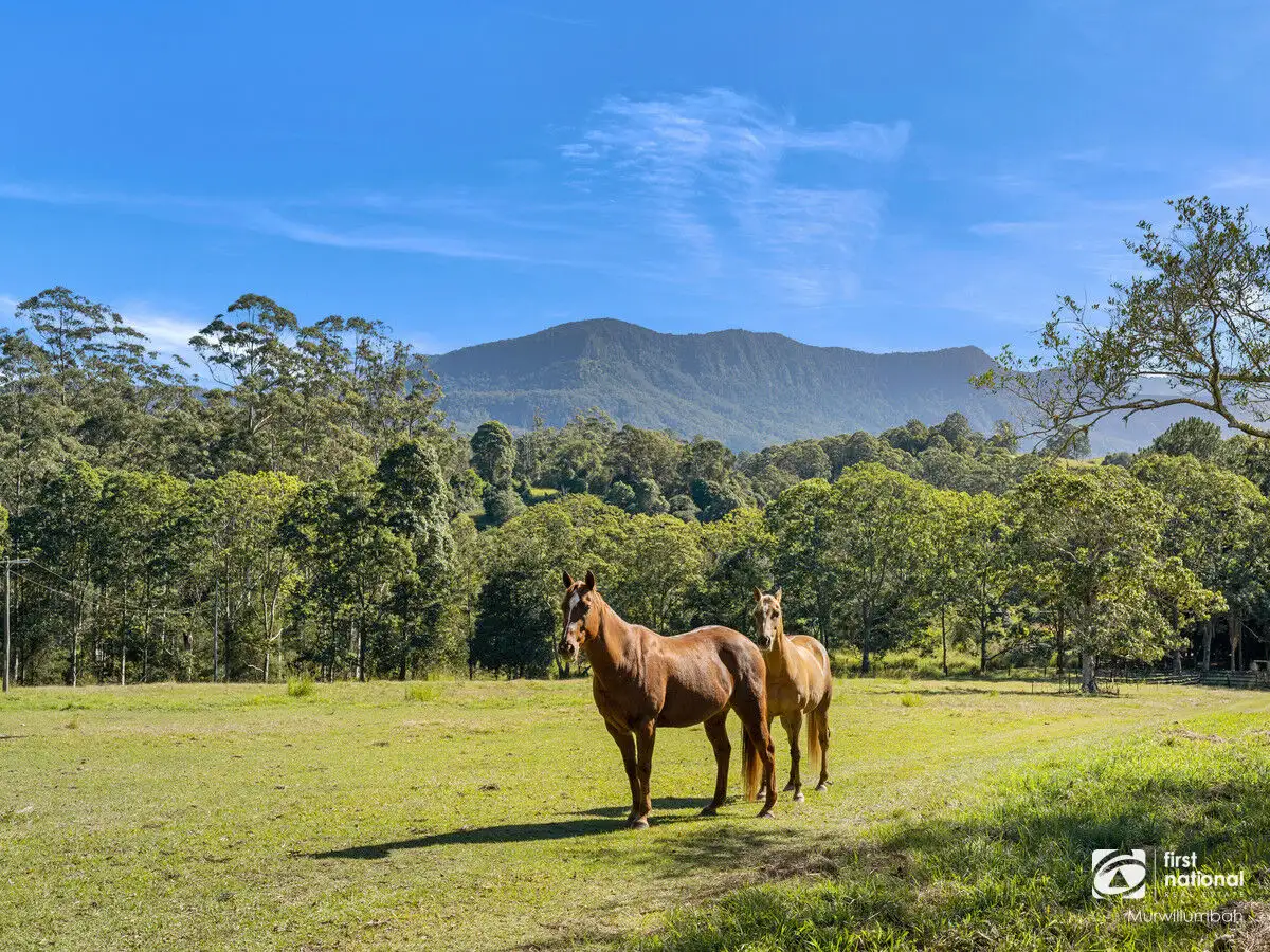 Main view of Homely rural property listing, 3537 Kyogle Road, Mount Burrell NSW 2484