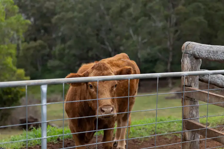 Fifth view of Homely house listing, 11 Bogong Court, Cabarlah QLD 4352