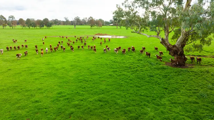 Sixth view of Homely rural property listing, River Road, Tarrawingee VIC 3678