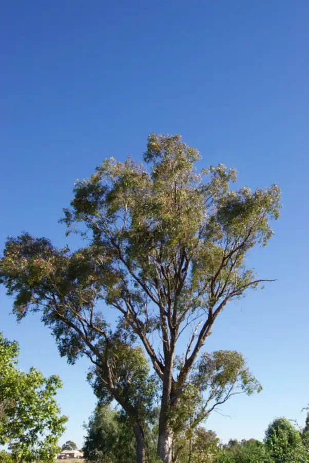 Fifth view of Homely rural property listing, 41 Grantham Street, Boggabri NSW 2382