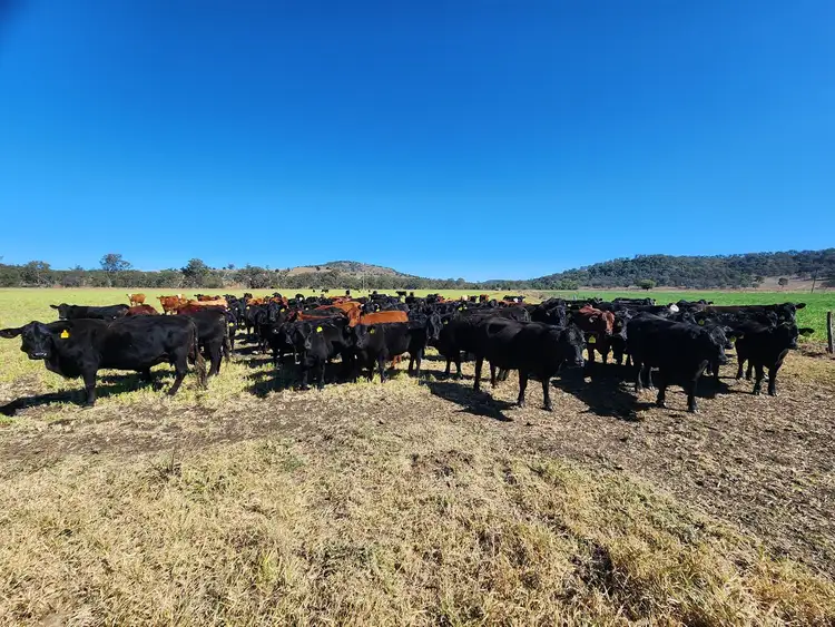 Third view of Homely rural property listing, 442 O'Conner Road, Coalbank QLD 4352