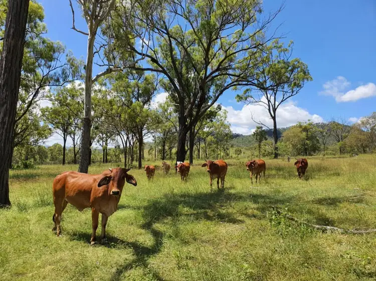 Seventh view of Homely rural property listing, Prizemans Road, Boyne Valley QLD 4680