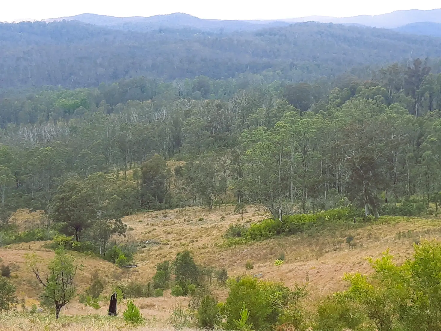 Main view of Homely rural property listing, Doyles River Road, Debenham NSW 2446