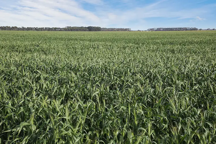 Fifth view of Homely rural property listing, 240 Homestead Road, Leslie Manor VIC 3260