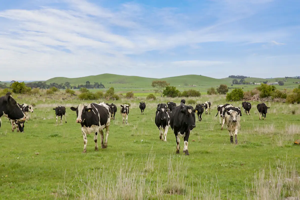 Main view of Homely rural property listing, 70 Mahoods Road, Alvie VIC 3249