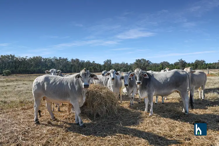 Third view of Homely rural property listing, 94 Leyburn Place, Gunnedah NSW 2380