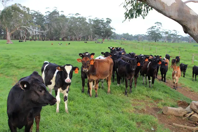 Fifth view of Homely rural property listing, 110 Troups Road, Glenfyne VIC 3266