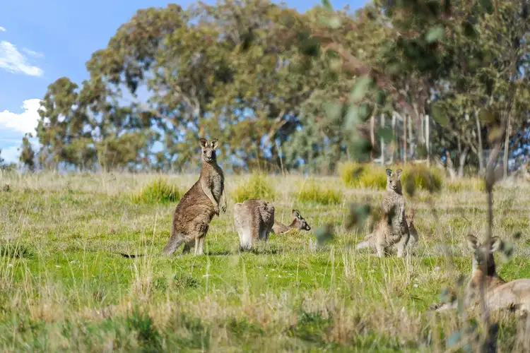 Sixth view of Homely land listing, LOT 1 Greenmantle Road, Bigga NSW 2583