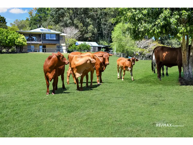Second view of Homely house listing, 1060 Landsborough Maleny Road, Maleny QLD 4552