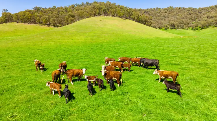 Third view of Homely rural property listing, Omeo Highway, Eskdale VIC 3701