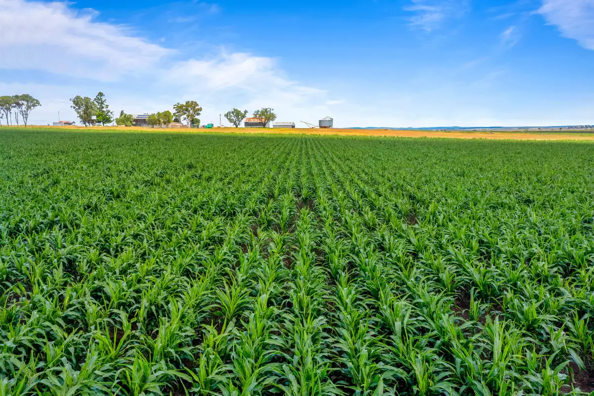 Main view of Homely rural property listing, 365 Rickert Road, Nobby QLD 4360